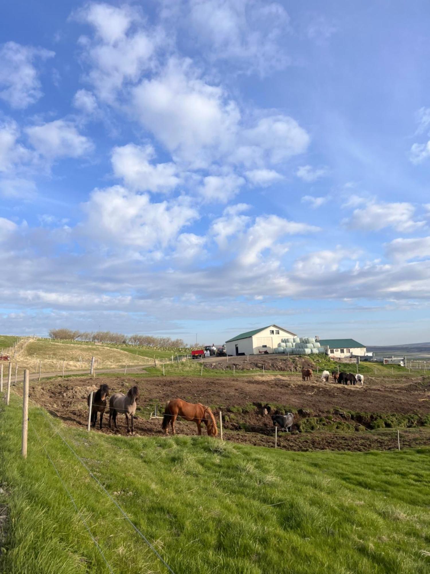 Stora-Asgeirsa Horse Farm Stay Vithigerthi Zewnętrze zdjęcie